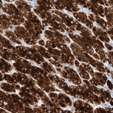 Anti-TM7SF2 antibody produced in rabbit Prestige Antibodies&#174; Powered by Atlas Antibodies, affinity isolated antibody, buffered aqueous glycerol solution