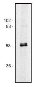 Monoclonal Anti-alpha, betaTubulin dimer antibody produced in mouse clone TU-10