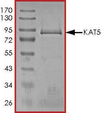 KAT5 (TIP60), Active recombinant