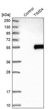 抗TIMD4抗体 ウサギ宿主抗体 Prestige Antibodies&#174; Powered by Atlas Antibodies, affinity isolated antibody, buffered aqueous glycerol solution