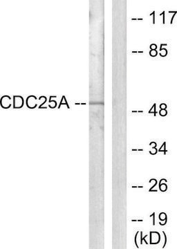 Anti-CDC25A antibody produced in rabbit affinity isolated antibody