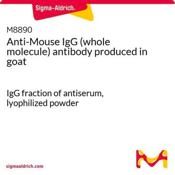 抗-小鼠 IgG（全分子） 山羊抗 IgG fraction of antiserum, lyophilized powder