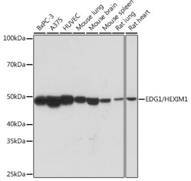 Anti-EDG1/HEXIM1 Antibody, clone 9R8N3, Rabbit Monoclonal