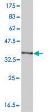 单克隆抗-HBA1 小鼠抗 clone 4F9, purified immunoglobulin, buffered aqueous solution