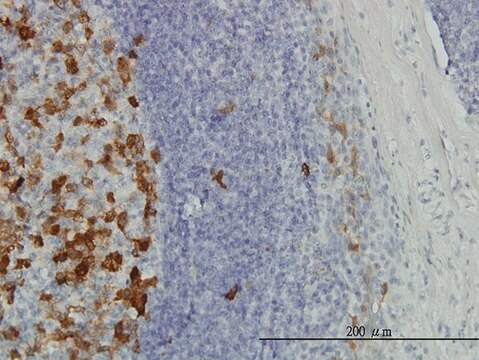 Monoclonal Anti-TYMS antibody produced in mouse clone 3A1, purified immunoglobulin, buffered aqueous solution