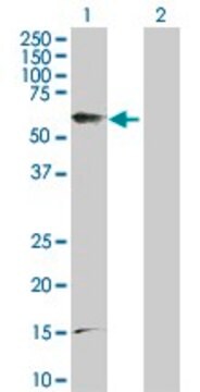 Anti-PTGER4 antibody produced in rabbit purified immunoglobulin, buffered aqueous solution