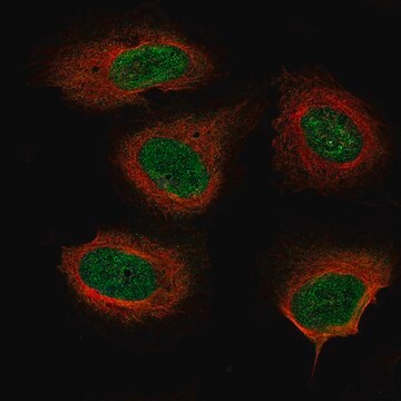 Monoclonal Anti-NF1 antibody produced in mouse Prestige Antibodies&#174; Powered by Atlas Antibodies, clone CL11773, purified immunoglobulin, buffered aqueous glycerol solution