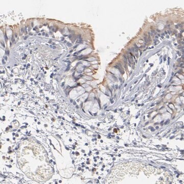 Anti-DNAL4 antibody produced in rabbit Prestige Antibodies&#174; Powered by Atlas Antibodies, affinity isolated antibody, buffered aqueous glycerol solution