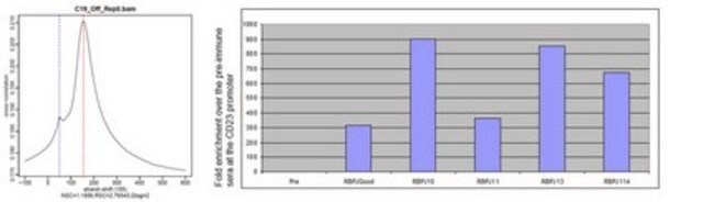 Anti-RBPJ Antibody serum, from rabbit