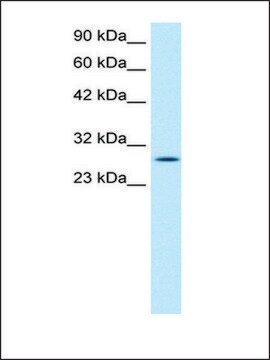 Anti-RGS16 antibody produced in rabbit IgG fraction of antiserum