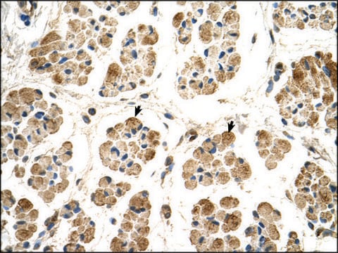 Anti-POR (AB2) antibody produced in rabbit IgG fraction of antiserum