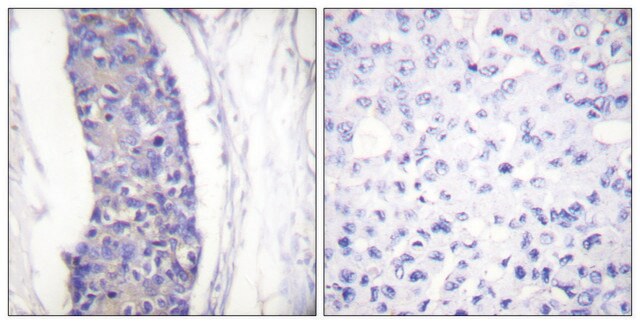 抗-微管蛋白 &#945; 兔抗 affinity isolated antibody