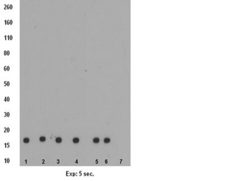 Anti-monomethyl Histone H3 (Lys9) Antibody, clone CMA306 clone CMA306, from mouse