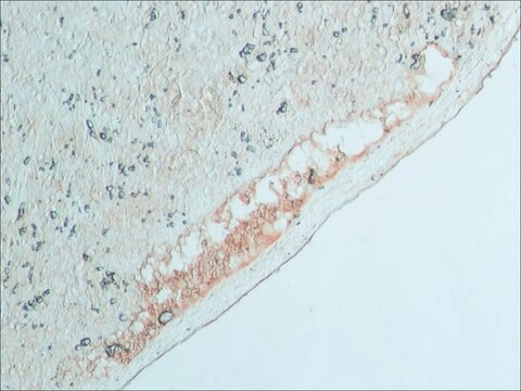 抗 牛 IgG（全分子）&#8722;过氧物酶 兔抗 IgG fraction of antiserum, buffered aqueous solution