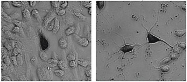 Anti-Grün fluoreszierendes Protein-Antikörper Chemicon&#174;, from chicken