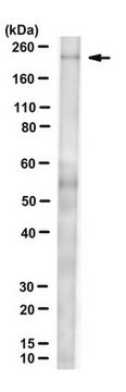 Anti-Myosin 7 (MYH7) Antibody, clone BA-D5 clone BA-D5, from mouse