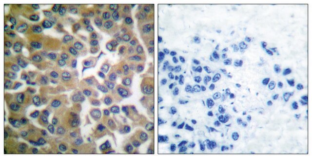 抗-FAP-1 兔抗 affinity isolated antibody