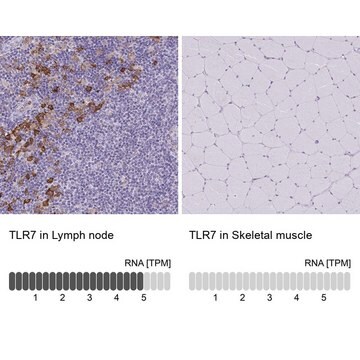 Anti-TLR7 antibody produced in rabbit Prestige Antibodies&#174; Powered by Atlas Antibodies, affinity isolated antibody, buffered aqueous glycerol solution