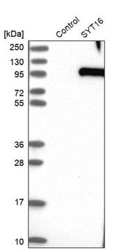 Anti-SYT16 antibody produced in rabbit Prestige Antibodies&#174; Powered by Atlas Antibodies, affinity isolated antibody, buffered aqueous glycerol solution