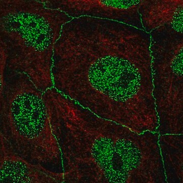 Anti-C16ORF59 antibody produced in rabbit Prestige Antibodies&#174; Powered by Atlas Antibodies, affinity isolated antibody, buffered aqueous glycerol solution