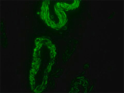 アビジン–FITC from egg white buffered aqueous solution