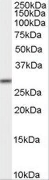 抗MPG抗体 ヤギ宿主抗体 affinity isolated antibody, buffered aqueous solution