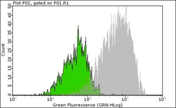 Milli-Mark&#174; Przeciwciało anty-BrdU, klon BU-1 sprzężony z fluorem Alexa&#8482; 488 clone Bu-1, Milli-Mark&#174;, from mouse