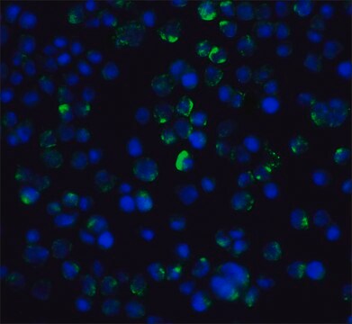 Anti-IL-21 Receptor (ab2) antibody produced in rabbit affinity isolated antibody, buffered aqueous solution