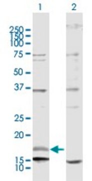 Anti-NRG4 antibody produced in rabbit purified immunoglobulin, buffered aqueous solution