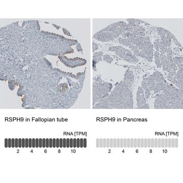 抗RSPH9 兔抗 Prestige Antibodies&#174; Powered by Atlas Antibodies, affinity isolated antibody, buffered aqueous glycerol solution