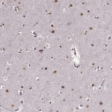 Anti-RRAGD antibody produced in rabbit Prestige Antibodies&#174; Powered by Atlas Antibodies, affinity isolated antibody