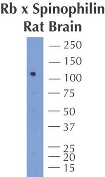 Anti-Spinophilin-Antikörper Chemicon&#174;, from rabbit