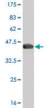 ANTI-T antibody produced in mouse clone 5C8, purified immunoglobulin, buffered aqueous solution