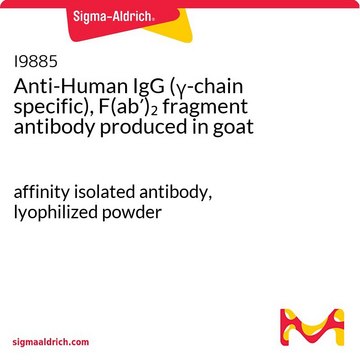 Anti-Human-IgG (&#947;-kettenspezifisch), F(ab&#8242;)2-Fragment in Ziege hergestellte Antikörper affinity isolated antibody, lyophilized powder