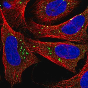 Anti-PLPP5 antibody produced in rabbit Prestige Antibodies&#174; Powered by Atlas Antibodies, affinity isolated antibody