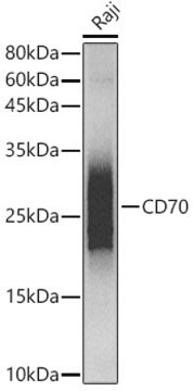 Anti-CD70 Antibody, clone 7F4S5, Rabbit Monoclonal