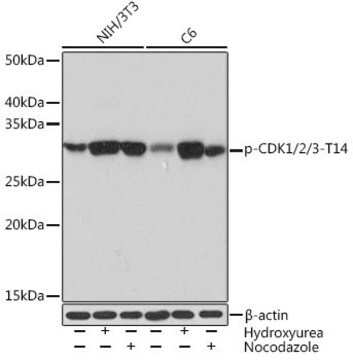 Anti-Phospho-CDK1/2/3-T14