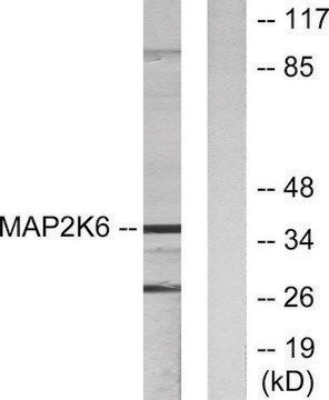 Anti-MAP2K6 antibody produced in rabbit affinity isolated antibody