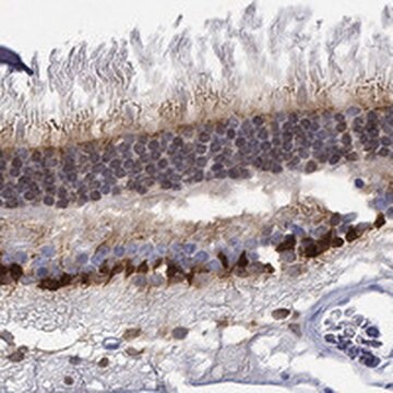 Anti-MSI1 antibody produced in rabbit Prestige Antibodies&#174; Powered by Atlas Antibodies, affinity isolated antibody, buffered aqueous glycerol solution