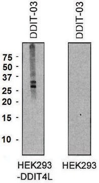 Monoclonal Anti-DDIT4L antibody produced in mouse clone DDIT-03