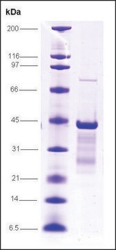 p53 (1-81), mutant, GST tagged human recombinant, expressed in E. coli, &#8805;80% (SDS-PAGE)