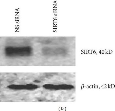 Anti-Sirt6 (extrémité C-terminale) antibody produced in rabbit ~1&#160;mg/mL, affinity isolated antibody, buffered aqueous solution