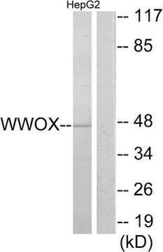 Anti-WWOX, N-Terminal antibody produced in rabbit affinity isolated antibody