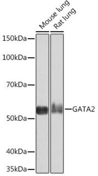 Anti- GATA2 antibody produced in rabbit