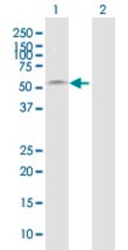 Anti-BMP10 antibody produced in mouse purified immunoglobulin, buffered aqueous solution