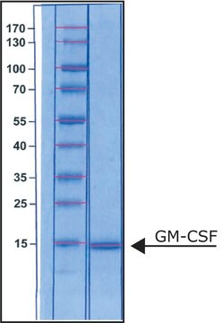 顆粒球マクロファージコロニー刺激因子 ヒト GM-CSF, recombinant, expressed in E. coli, suitable for cell culture