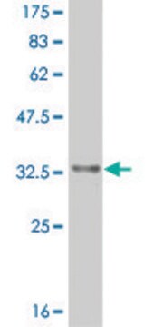 ANTI-HES2 antibody produced in mouse clone 2G6, purified immunoglobulin, buffered aqueous solution