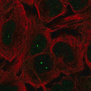 Anti-MCIDAS antibody produced in rabbit Prestige Antibodies&#174; Powered by Atlas Antibodies, affinity isolated antibody