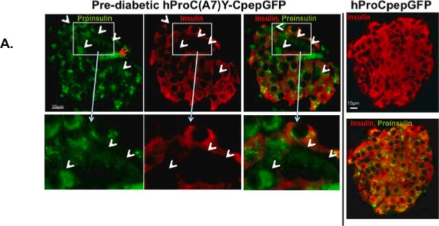 Monoklonaler Anti-Insulin-Antikörper in Maus hergestellte Antikörper clone K36AC10, ascites fluid