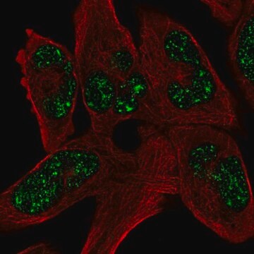 Anti-SOHLH1 antibody produced in rabbit Prestige Antibodies&#174; Powered by Atlas Antibodies, affinity isolated antibody